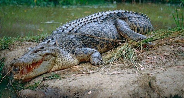 Огромный крокодил украл рыбака прямо через днище лодки