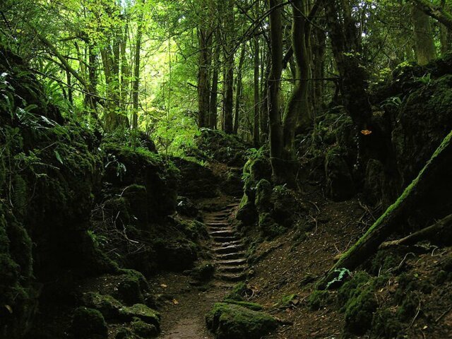 Пазлвуд - магический лес