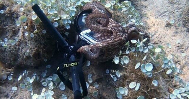 Восьмирукий вор: осьминог попытался утащить камеру дайвера