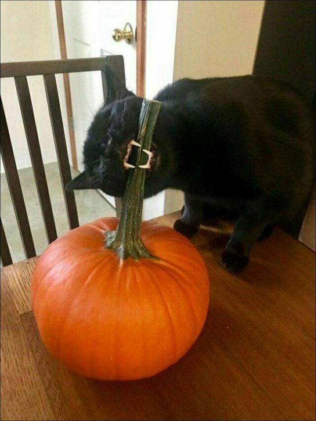 Адские котейки!