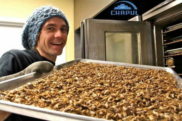 В каких продуктах, которые вы все покупаете в магазинах содержатся насекомые