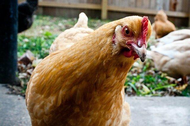 10 фактов о курице, после которых ваша жизнь не будет прежней