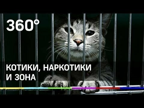 Котики, наркотики и зона: кота-наркокурьера спасли в Татарстане