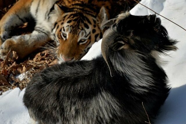 В Приморье умер прославившийся дружбой с тигром Амуром козел Тимур