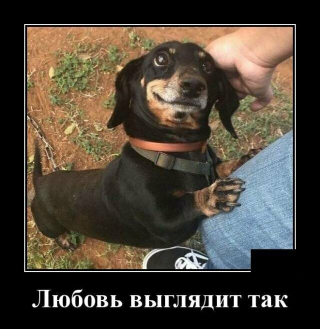 Образ собаки в демотиваторах