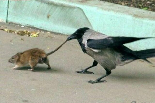 Намешалось