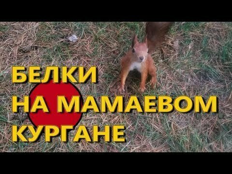 Белки на Мамаевом кургане в Волгограде