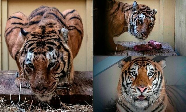 В Польше задержали грузовик с умирающими тиграми, направлявшийся в Дагестан