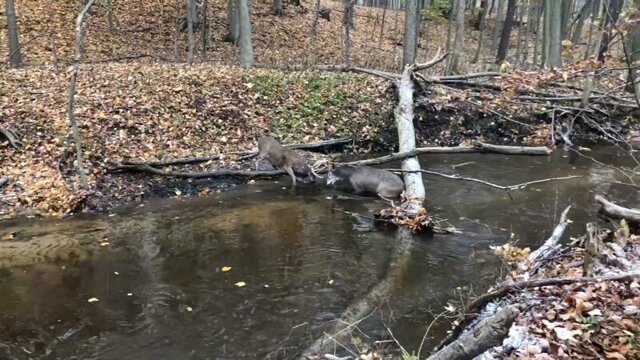 Охотник использовал бензопилу, чтобы освободить запутавшихся рогами оленей