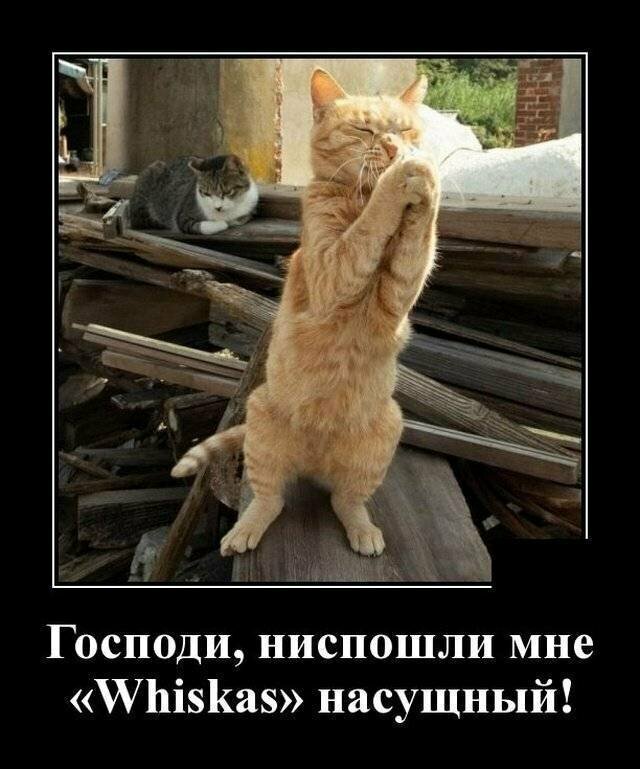 Образ кота в демотиваторах