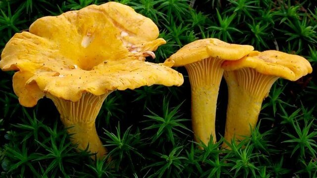 Лесное золото: за что грибы лисички получили такое название