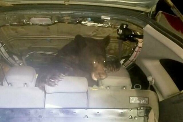 Медведь оказался запертым в раскуроченном им автомобиле