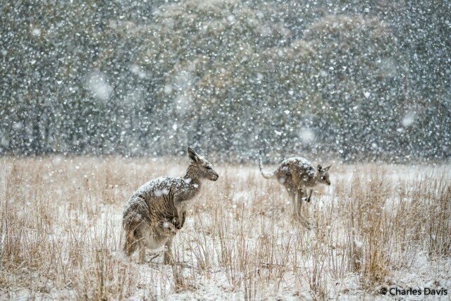 Победители фотоконкурса Australian Geographic Nature Photographer of the Year 2019