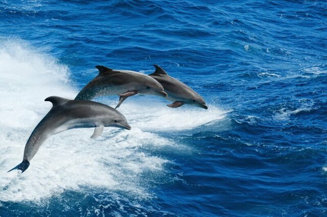 Чёрное море: дельфинов всё меньше, зато мусор начинает сбиваться в острова 