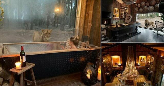 Отдых с видом на львов: первый в мире отель посреди заповедника