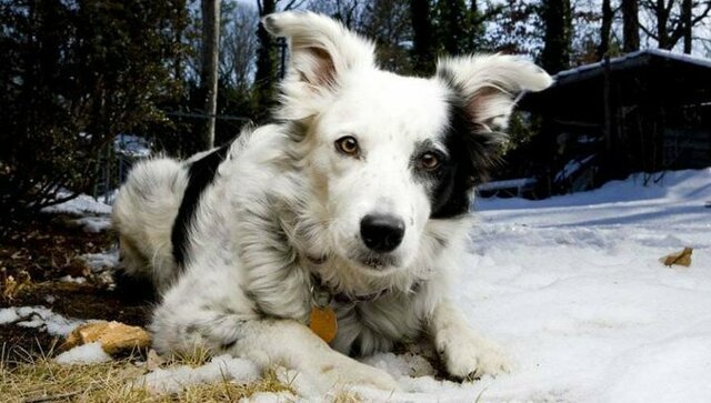 Умер после того как его лизнула собака