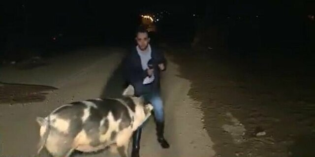 В Греции крупная свинья атаковала журналиста во время прямого эфира