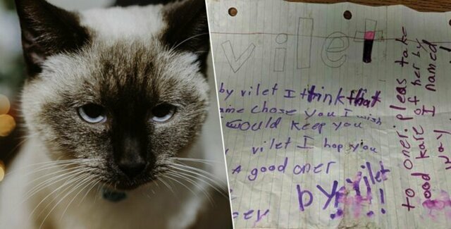 На улице нашли кошку с душераздирающей запиской, привязанной к ошейнику