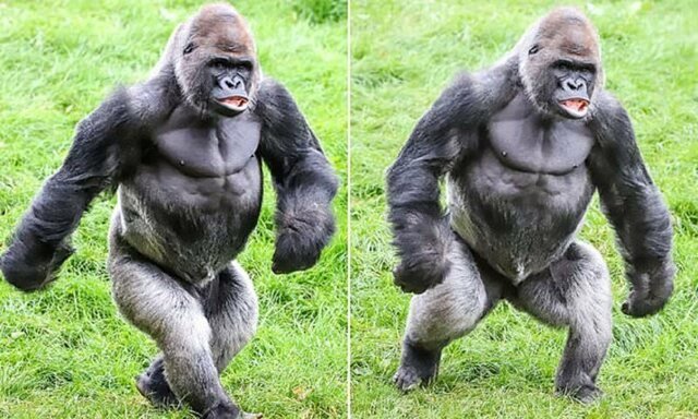 Самец гориллы оказался отличной моделью