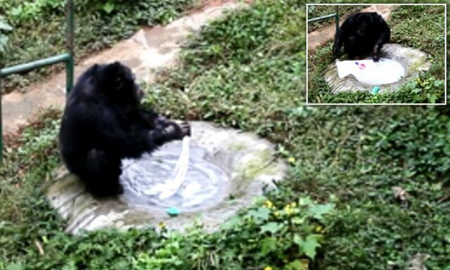 Умный шимпанзе: примат постирал одежду своему смотрителю