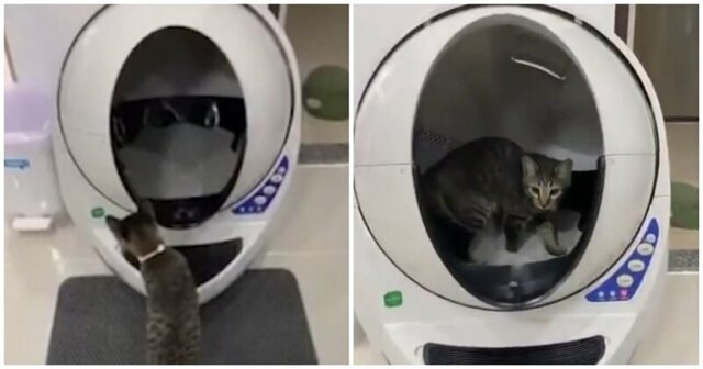 Высокотехнологичный кошачий туалет
