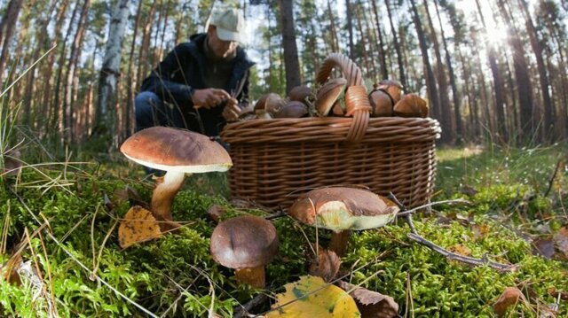 Почему утро – лучшее время для сбора грибов?