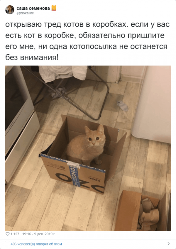 Коты и коробки созданы друг для друга