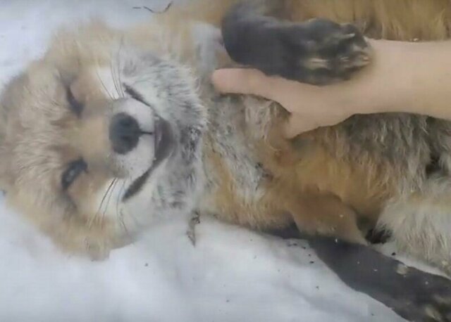 Умиления пост: спасенные лисицы играют в снегу с хозяйкой питомника