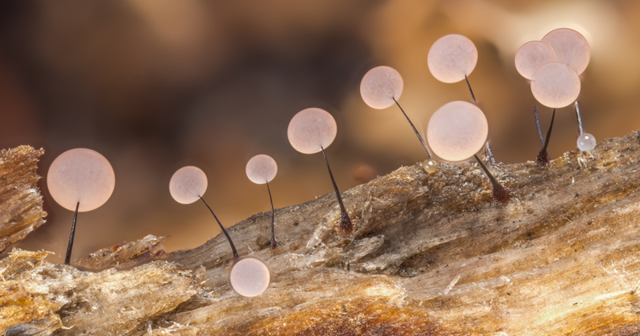 Завораживающие макроснимки, посвященные красоте крошечных грибов