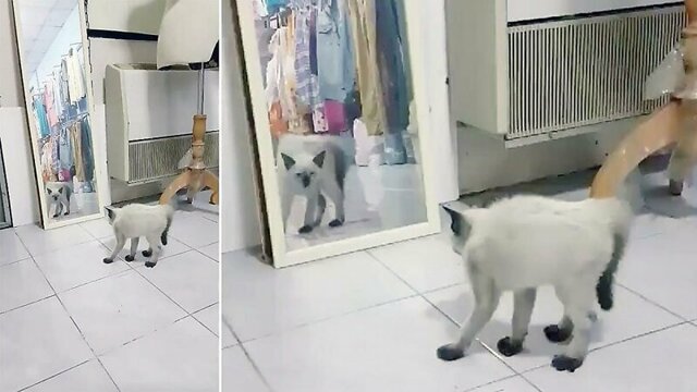 Грозный котёнок пытается напугать своего злейшего врага, спрятавшегося в зеркале