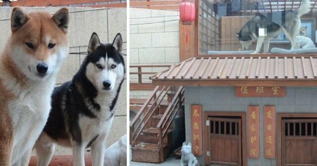 Китаец построил своим собачкам роскошный особняк с гостиной и сауной