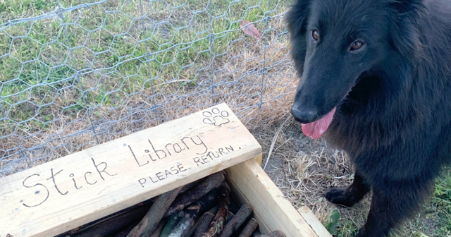 Новозеландец создал в парке собачью библиотеку