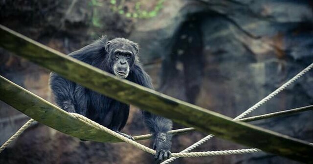 Ученые утверждают, что шимпанзе создают собственную рок-музыку