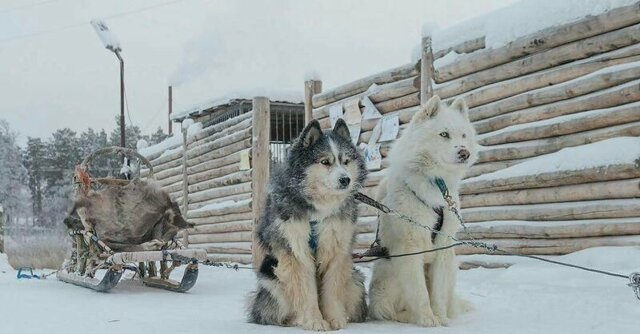 В Новом Уренгое возрождают утраченную северную традицию ездового собаководства