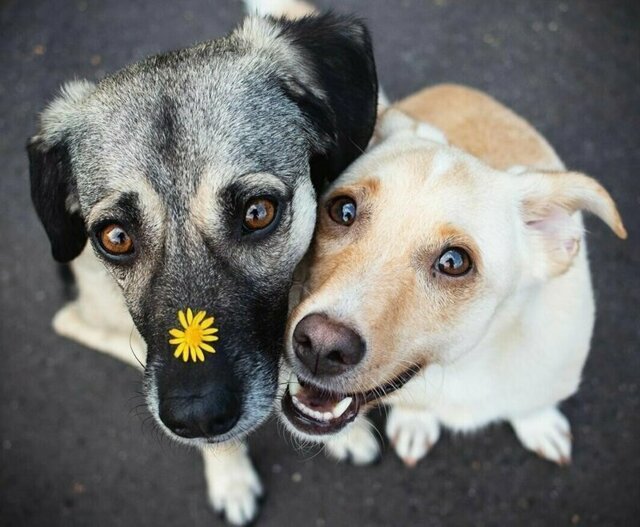 Трогательные обнимашки собак во время фотосессии
