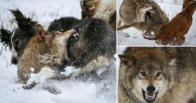 Впечатляющие фотографии ожесточенной схватки волка с охотничьими собаками в Казахстане