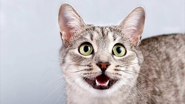 Поче-мяу мы рано утром слышим «Мяу!!!»: причины кошачьих песен по утрам