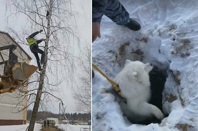 Спасение кошки, застрявшей на дереве и пса, упавшего в яму