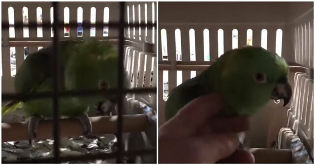 Хитрый попугай научился мастерски имитировать звук детского плача