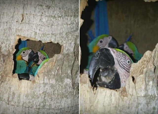 В тесноте, да не в обиде: семейство попугаев поселилось в сухом стволе дерева