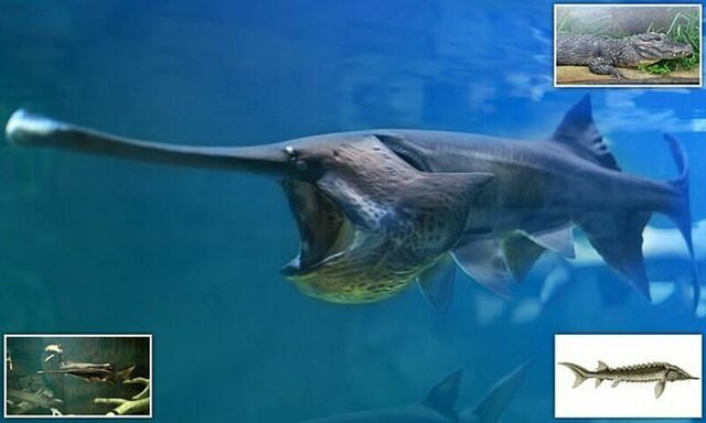 Гигантская рыба из реки Янцзы исчезла с лица Земли