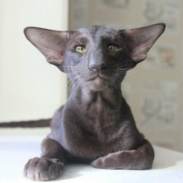 Кошка Гавана Браун - ориентальная тайская красавица
