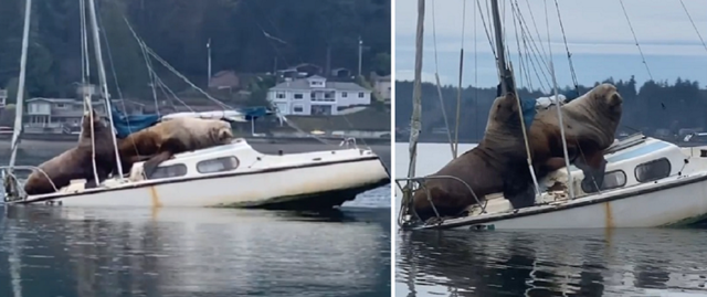 Морские львы отдыхают на яхте. Красиво жить не запретишь