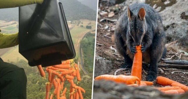 Австралийцы сбрасывают тысячи килограммов моркови и картофеля для голодающих животных