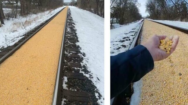Из поезда перевозившего зерно кукурузы, высыпалось содержимое