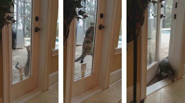 Самостоятельный кот ловко открыл дверь и зашел в жилище