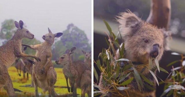 Невероятные кадры:  Животные обрадовались долгожданному дождю