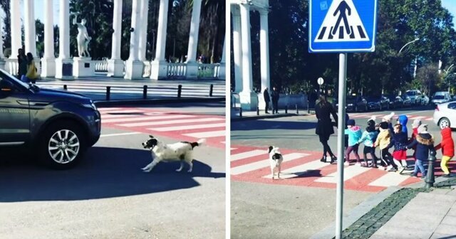 Бродячая собака помогает группе детей переходить улицу