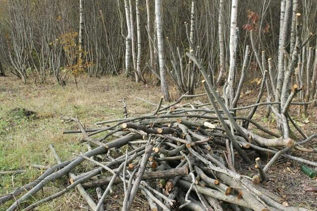 Сироту обвинили в краже за то, что он очистил двор школы