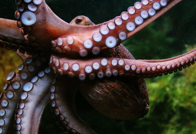 Опасность разведения осьминогов: стоит ли этих существ превращать в «морской скот»?